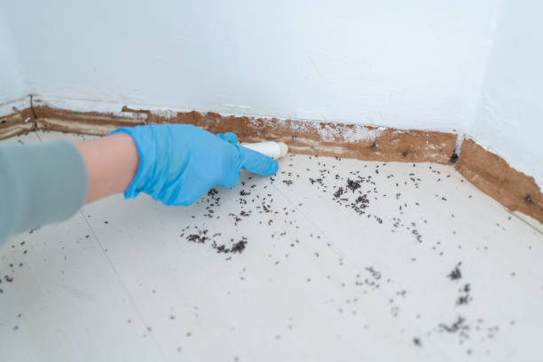 Best Local Pest Control Services  in Douglas, WY